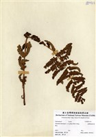 藏品(臺灣絨假紫萁)的圖片